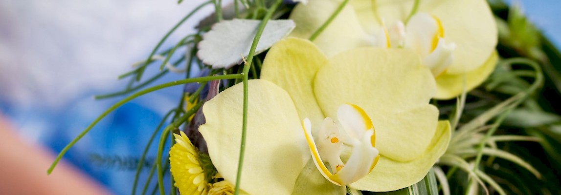 yellow orchid